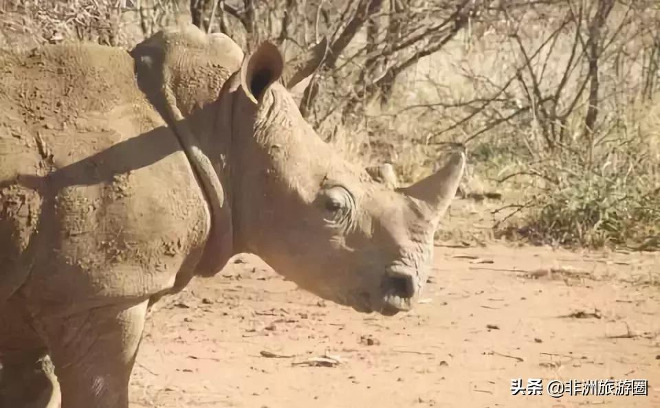 为什么非法犀牛角贸易在不断的升级？