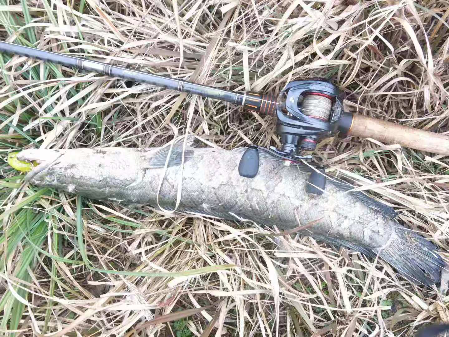 crony科尼渔具,crony科尼路亚微物竿