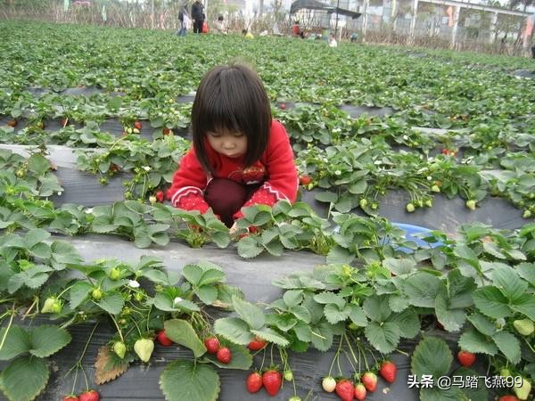 苏州相城区水果采摘园推荐,苏州枇杷樱桃采摘园