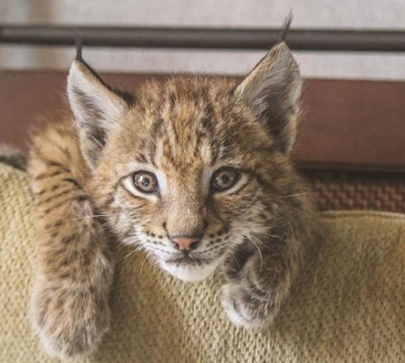 想养猫又怕被猫抓,俄罗斯养猞猁