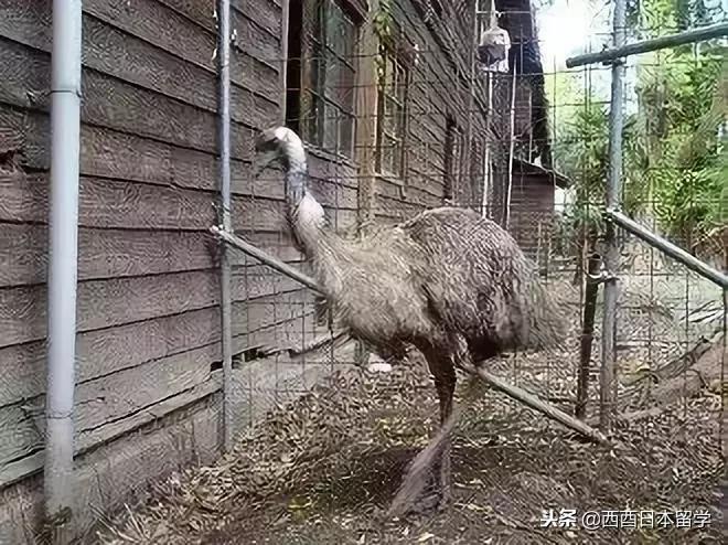 全亚洲最脏的宿舍,亚洲第一脏乱差的日本大学