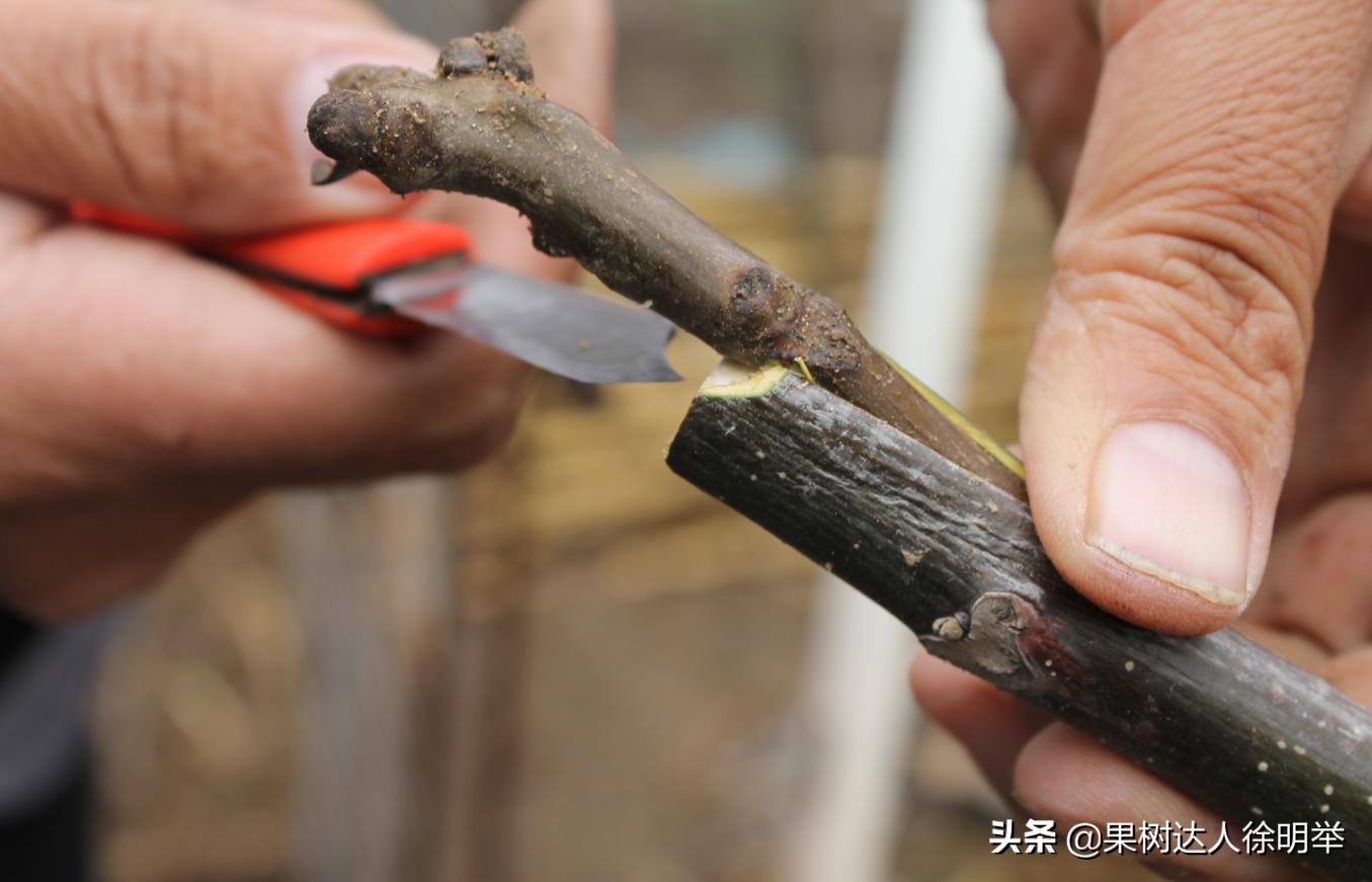 核桃嫁接不活的原因,核桃的夏季嫁接技术和嫁接时间