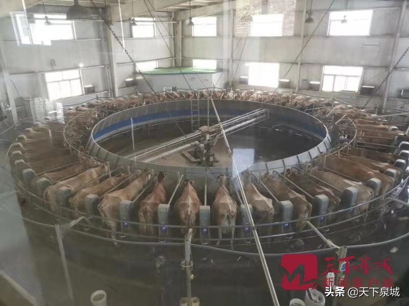 名企名品看济南：国内外巨头夹击，这家区域乳企靠啥杀出重围？