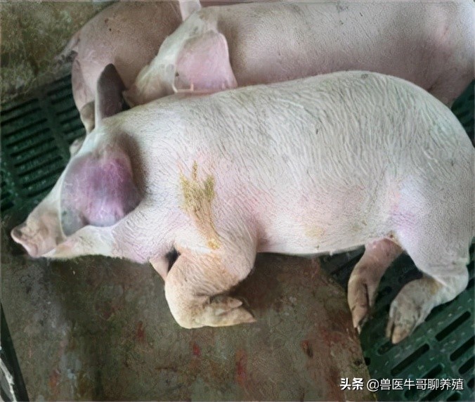 猪有点咳嗽用什么药拌料,猪咳嗽的厉害怎么办