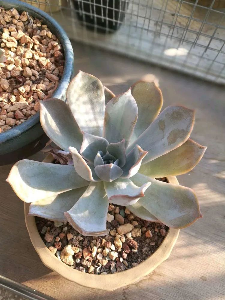 适合从小养到大的多肉,由小到大由浅入深