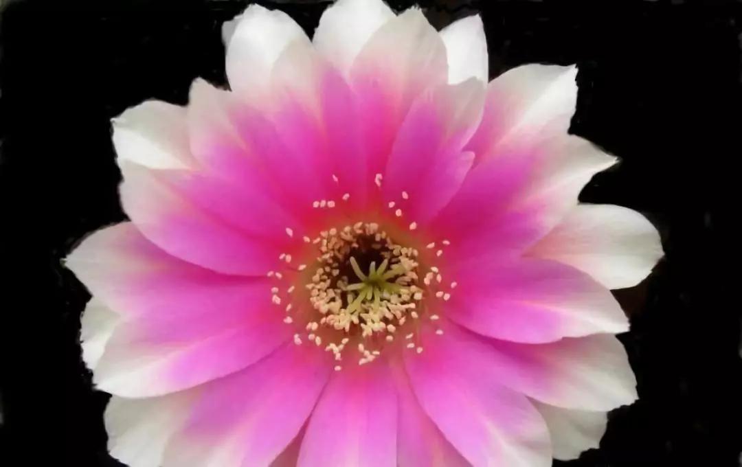 100种仙人球花图片,100种仙人球的品种视频