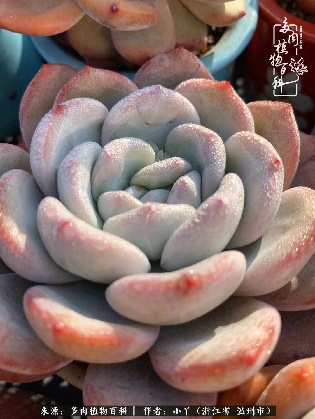 祖上无院家里无矿,一腔浪漫情怀付诸楼顶造花