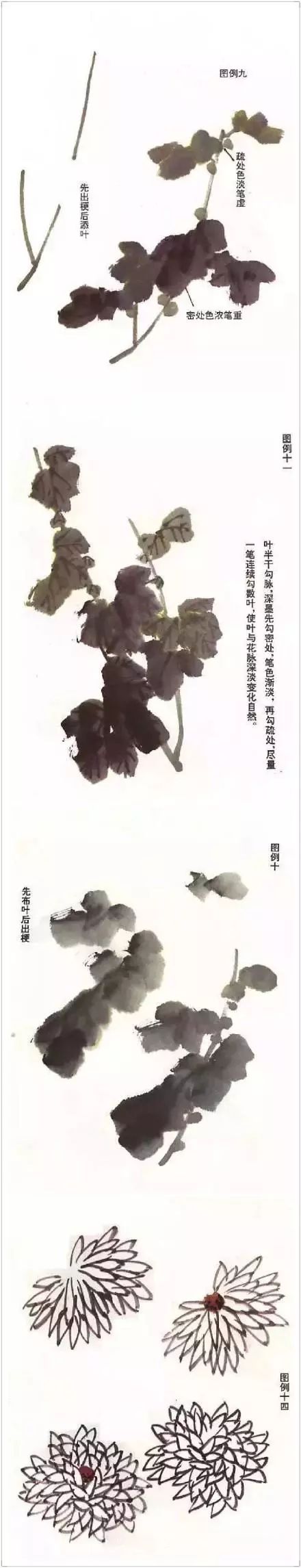 正统国画技法入门菊花绘画教学,菊花国画入门教学视频
