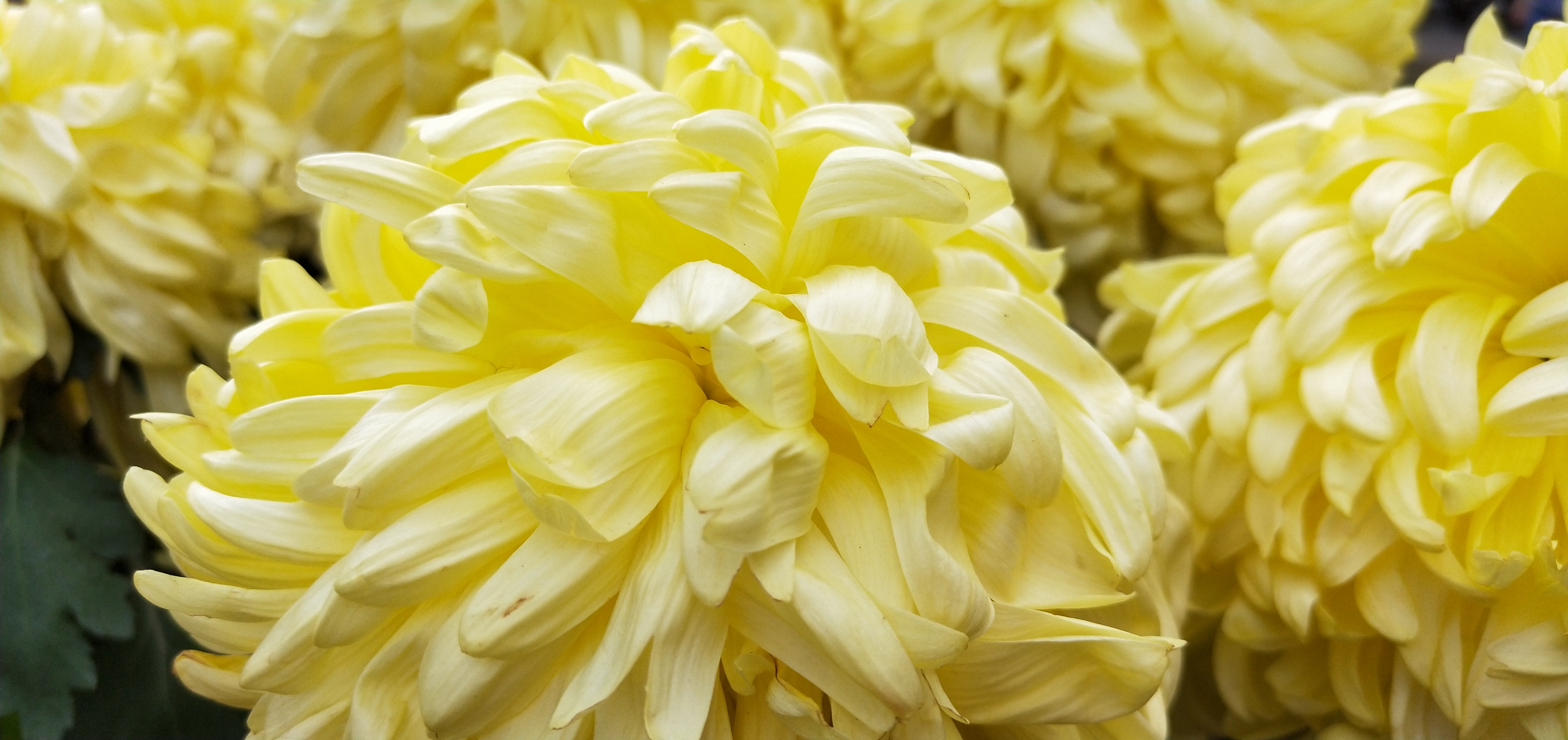 东湖公园菊花花展时间2021,深圳东湖荷节花展