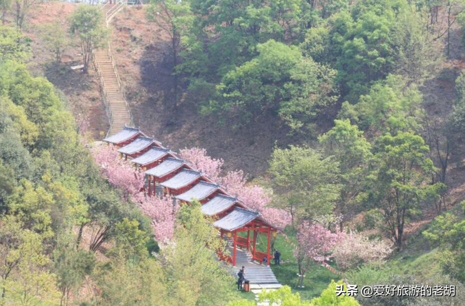 长沙堪比武汉东湖樱花园的地方，1万株樱花，为啥去的人却不多？
