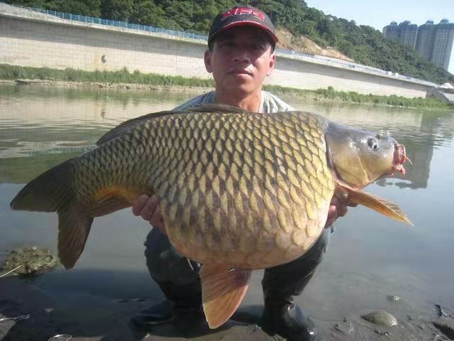 荷包鲤鱼是什么样的,荷包鲤鱼观赏鱼