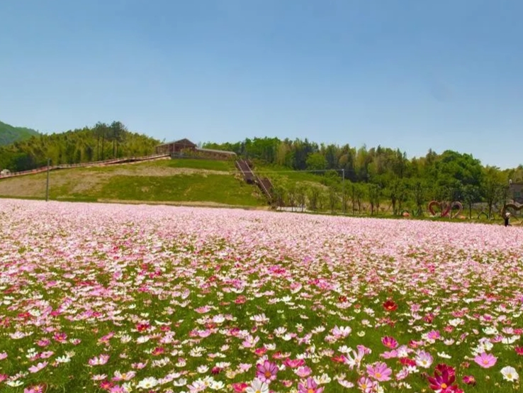 九江哪个地方有花海,江西九江花海