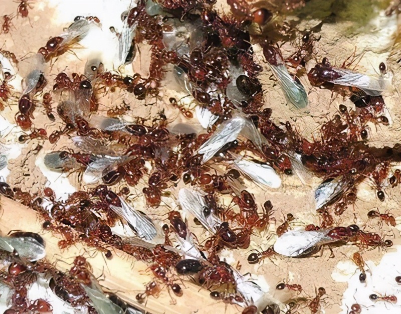 危害最大的入侵物种红火蚁,红火蚁是如何入侵我国的