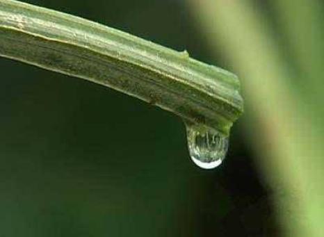 丝瓜水价格,丝瓜茎汁液的价值