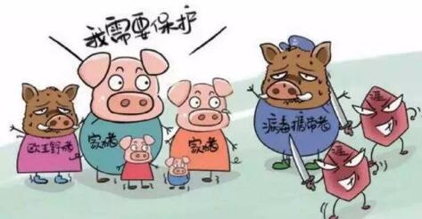 广西紧急部署非洲猪瘟防控!“二师兄”进出必须接受检查