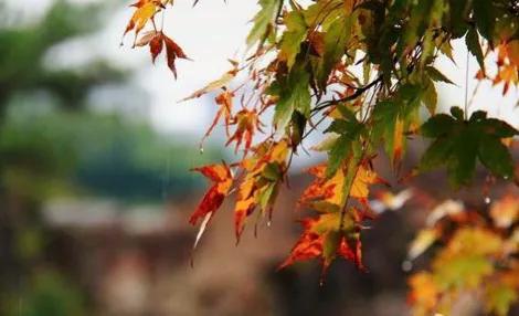 善良的种子,善良的种子故事