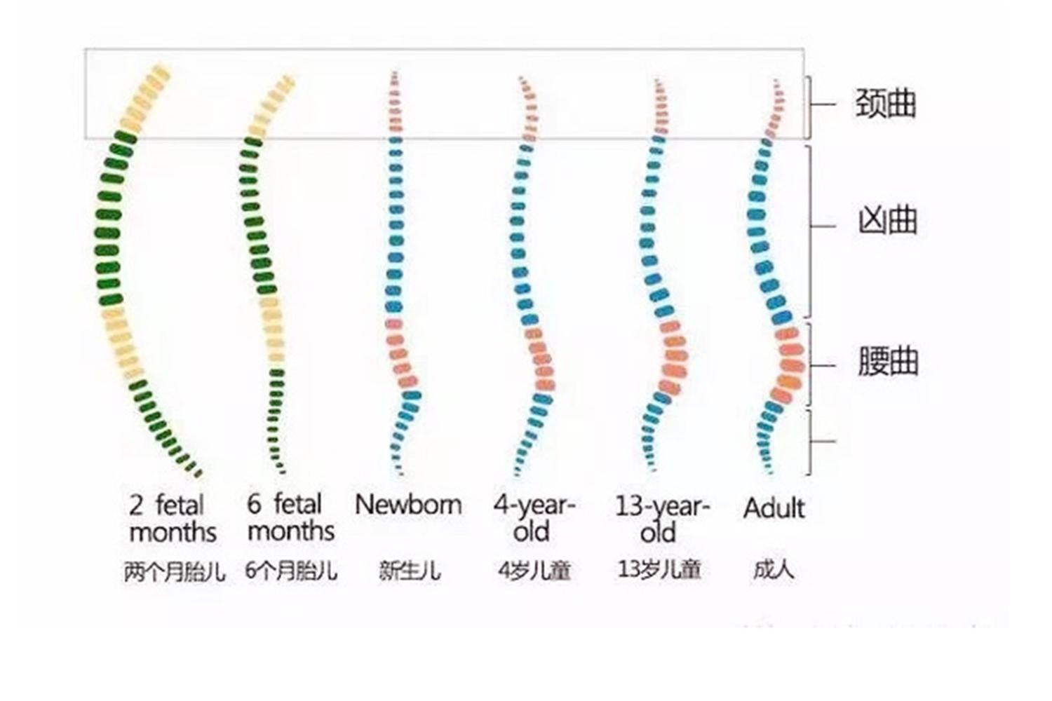 给宝宝睡定型枕,给宝宝买枕头有必要吗