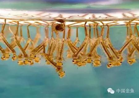 金鱼吃什么饲料既干净又有营养,金鱼都喂食什么饲料好吃