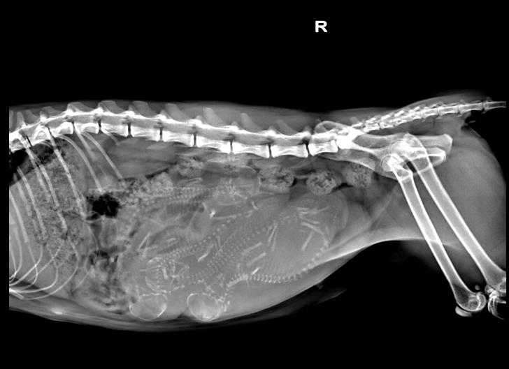 猫咪生宝宝难产,猫咪难产死亡