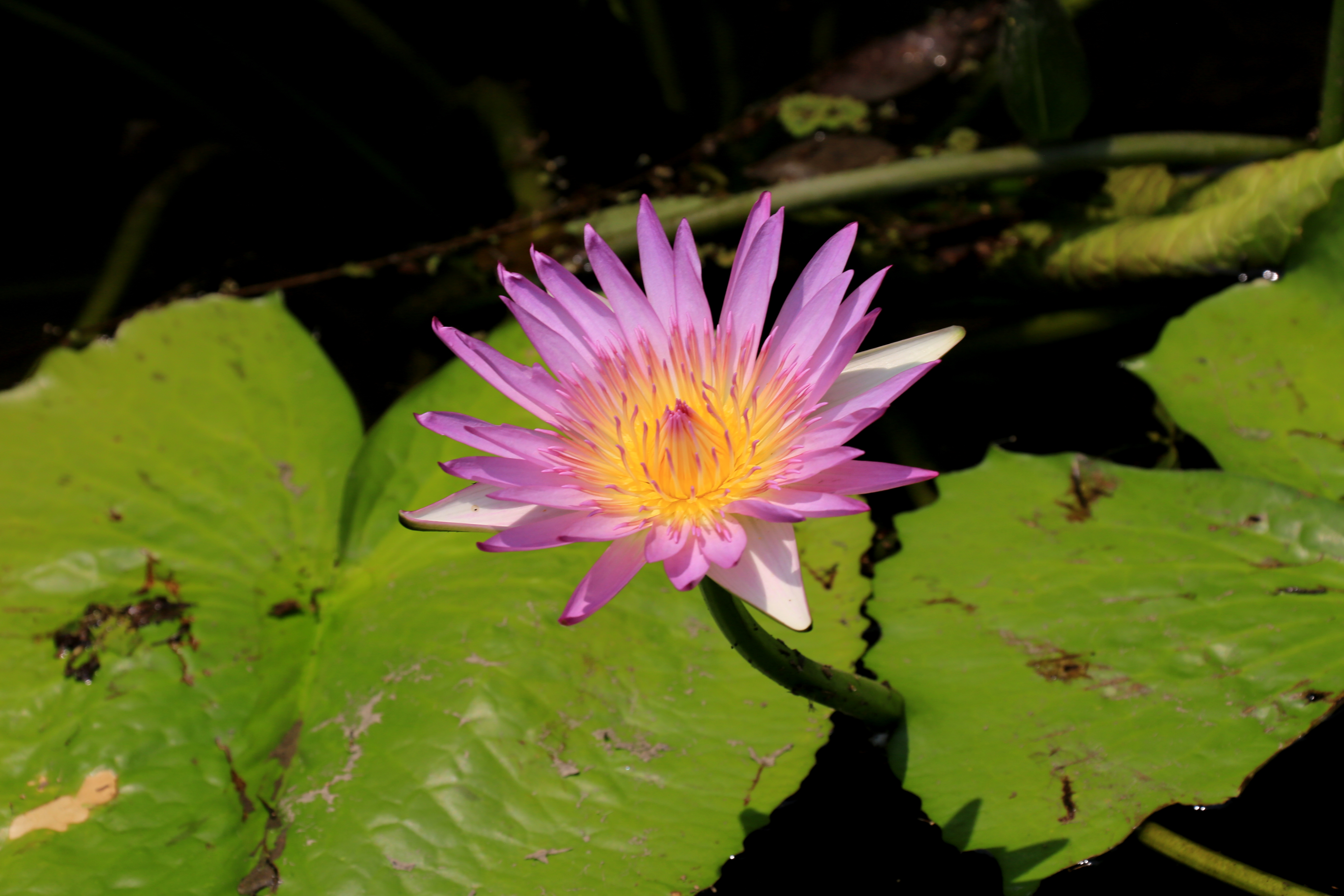 草原夜色美口琴视频,草原夜色美口琴音乐