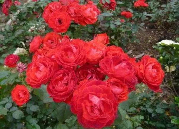 99棵月季,最值得入手的玫瑰月季