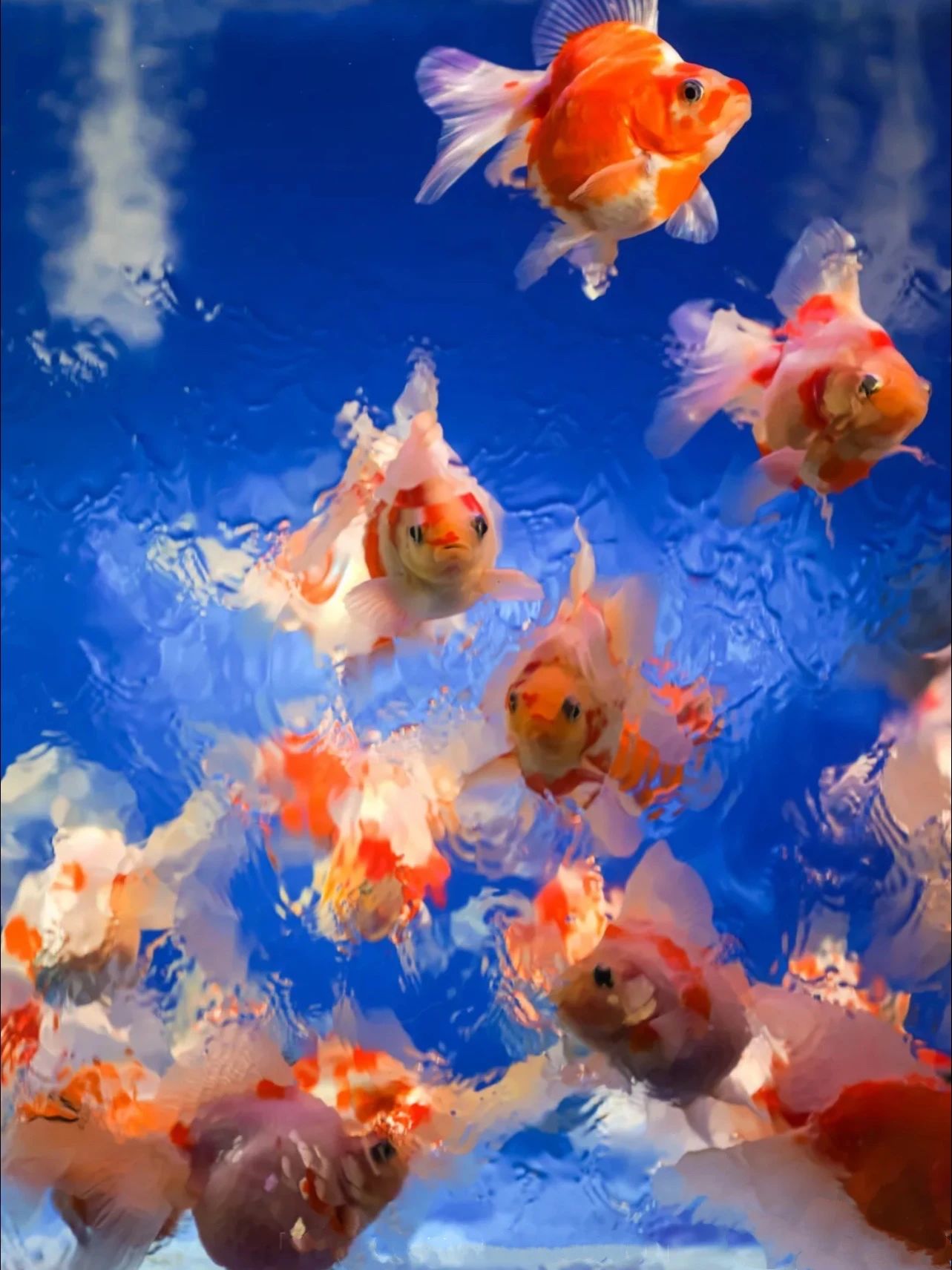 上海的热搜,最近热搜的上海