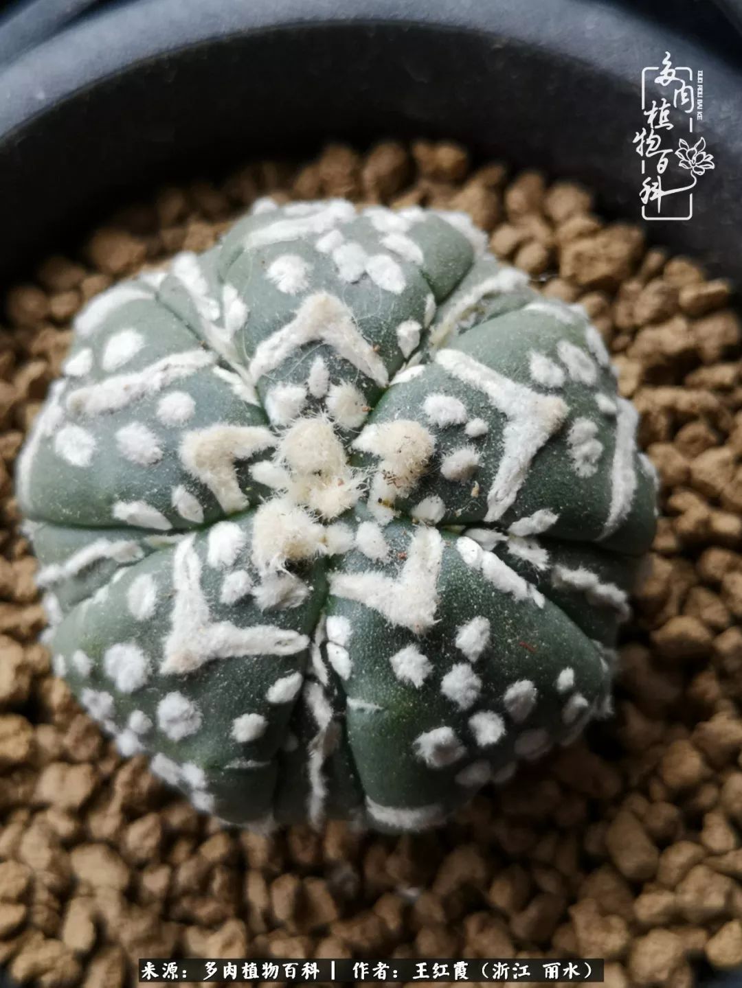 仙人球露养条件,仙人球的露养方法