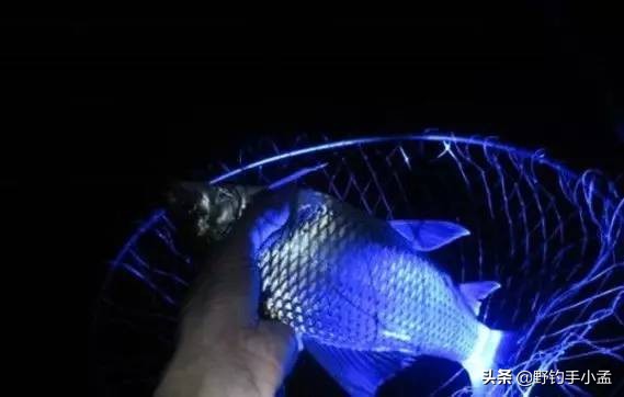 夜钓鲢鳙用夜钓灯好还是夜光棒好,夜光浮标好还是夜钓灯好用