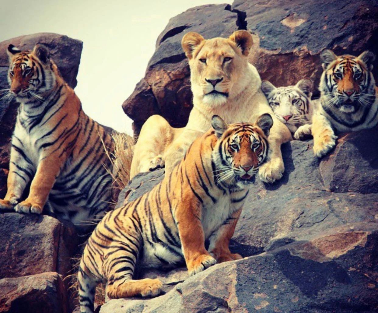 辟谣:虎入非洲*杀屠**狮群,破坏生态平衡?