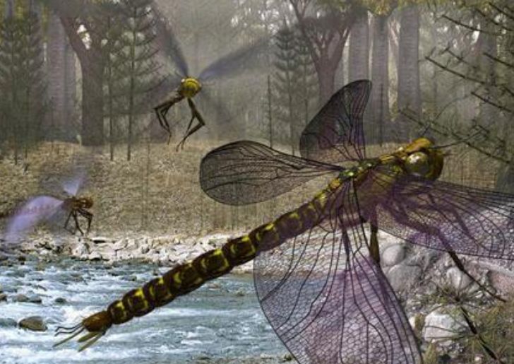蜻蜓为什么3亿年不进化,史前巨型蜻蜓体长二米