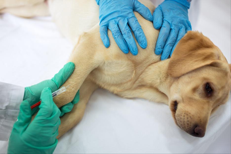 狗狗有跳蚤怎么办？这5个“妙招”，可以帮你搞定