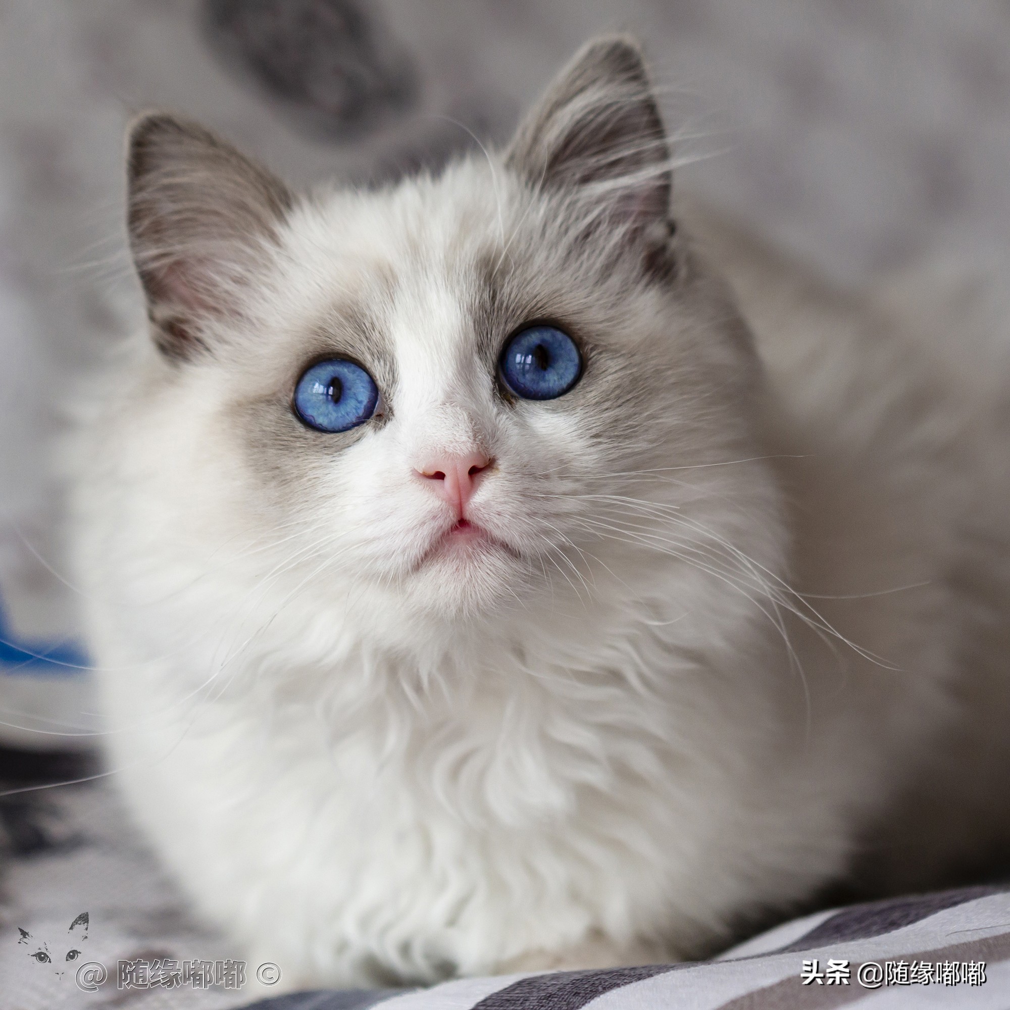 猫咪疫苗过敏脸肿,猫咪打疫苗过敏是什么原因