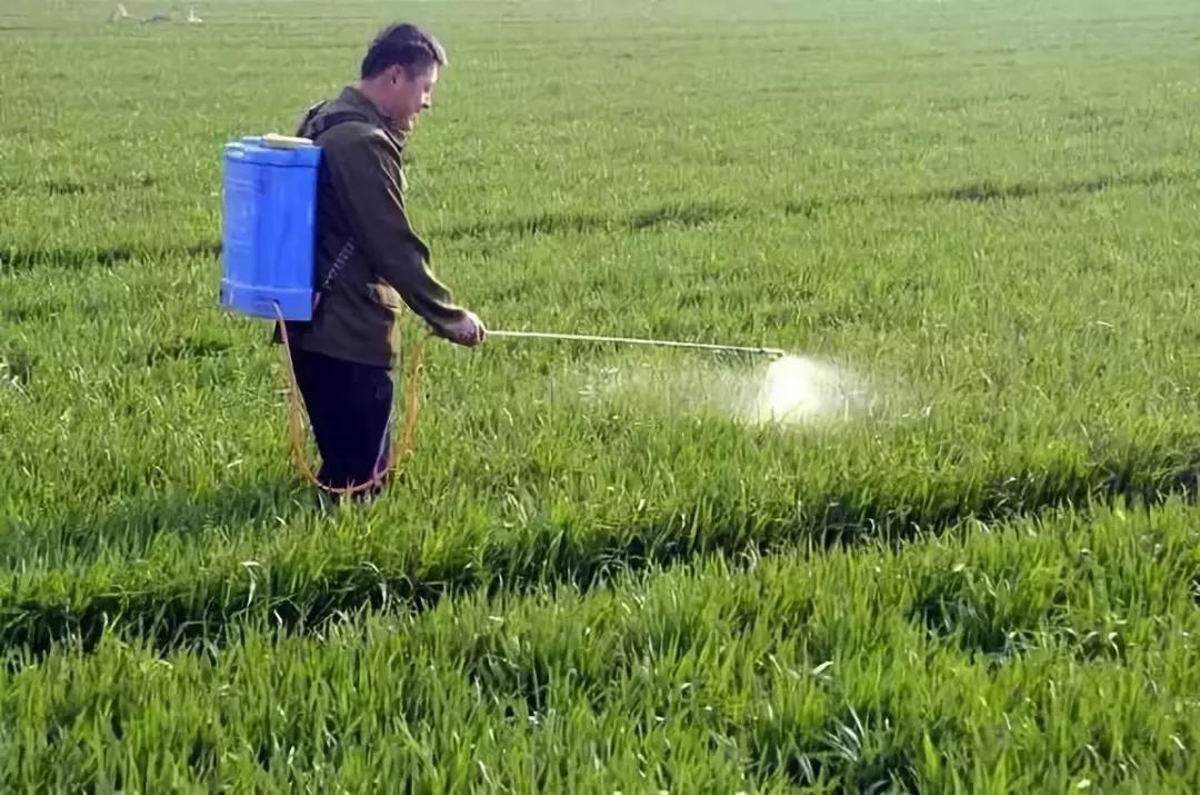 小麦缺肥发黄怎么办,小麦根发黄是什么病