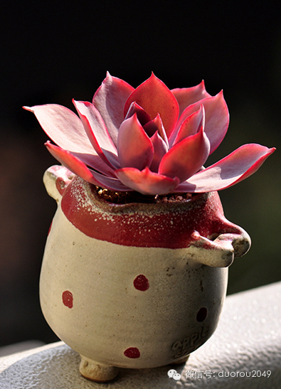 适合云南养的多肉,云南露养最好养活的多肉