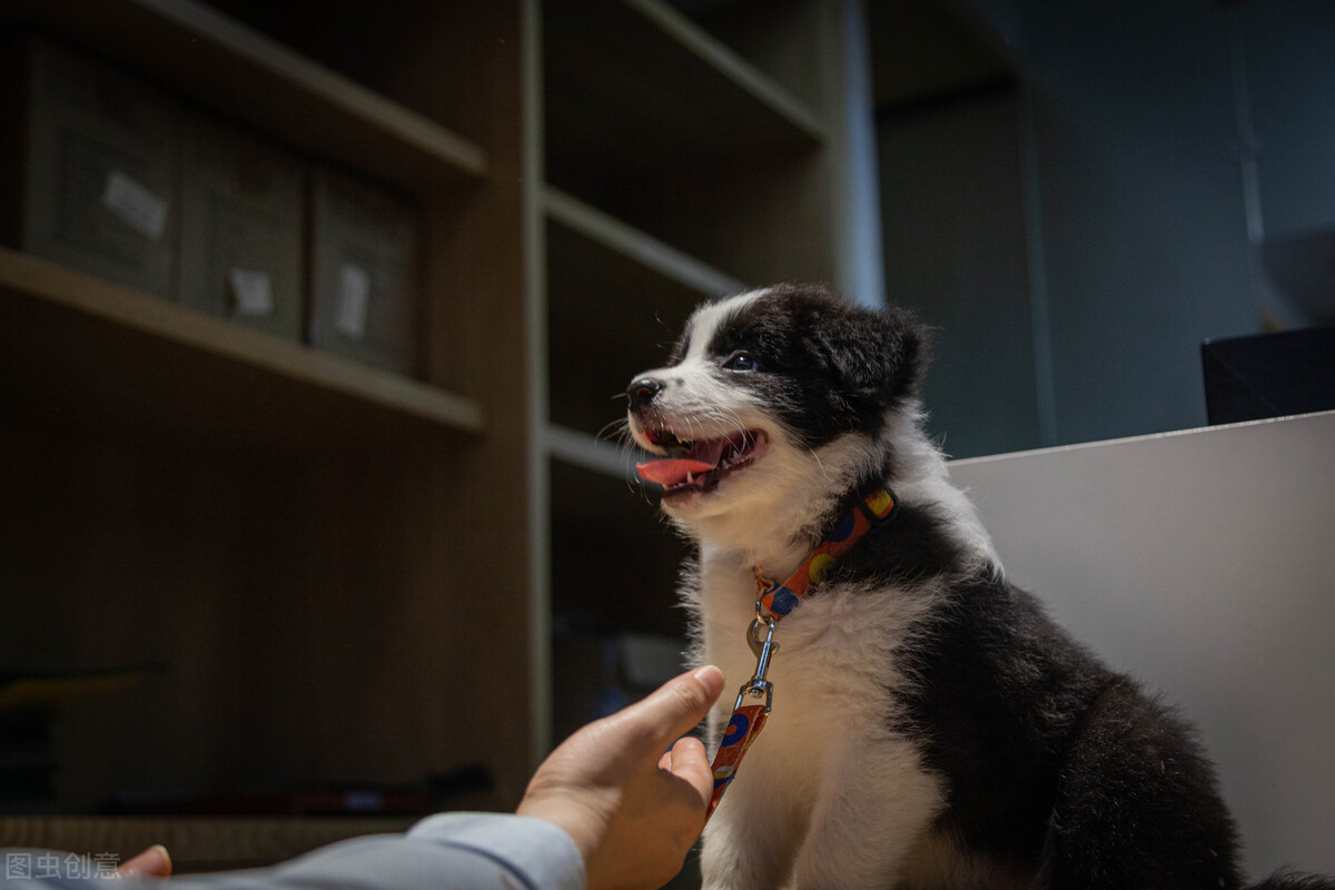 饲养边牧犬不能犯这几个错误,饲养边牧的“5大禁忌”
