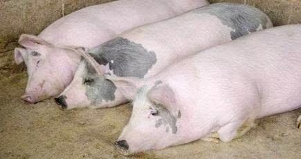 猪场全部猪整体体温低是怎么回事,猪量体温如何使用温度表