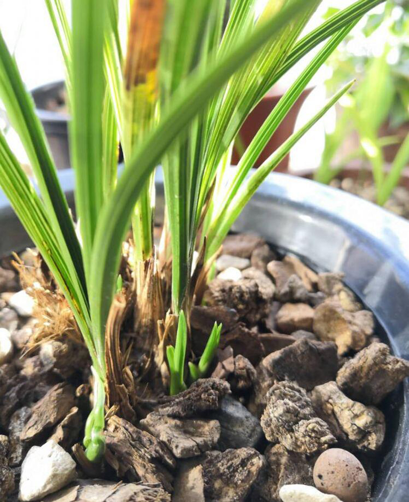 养兰花一年不会死的秘诀,养兰花避开3点基本上不会烂根了