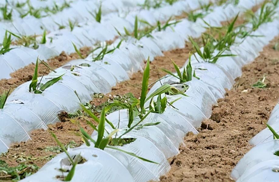 姜的种法和田间管理,大姜种植技术和管理技术书