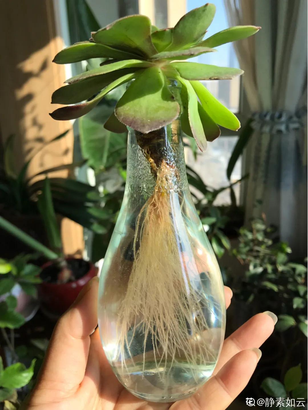 养花土的管理,土培养花怎么养才不会爆盆