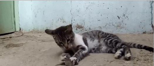 这部温情的撸猫片,让我哭得溃不成军,这是全世界猫*党**的胜利