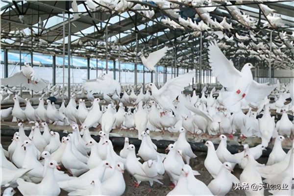 养肉鸽种鸽子赚钱吗,养肉鸽赚钱还是蛋鸡赚钱