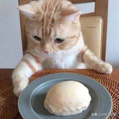 猫咪到处拉屎拉尿怎么除臭,带猫咪出门怎么解决排泄问题