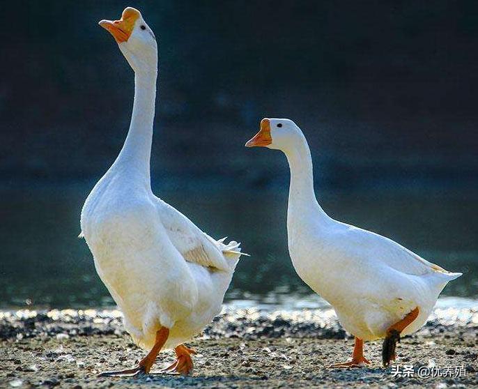 养鹅小技巧和方法,养鹅的十个技巧