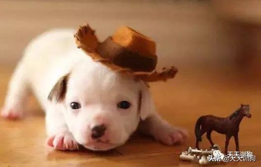 狗狗缺钙怎么办怎么给狗狗补钙,狗狗缺钙的症状及治疗方法