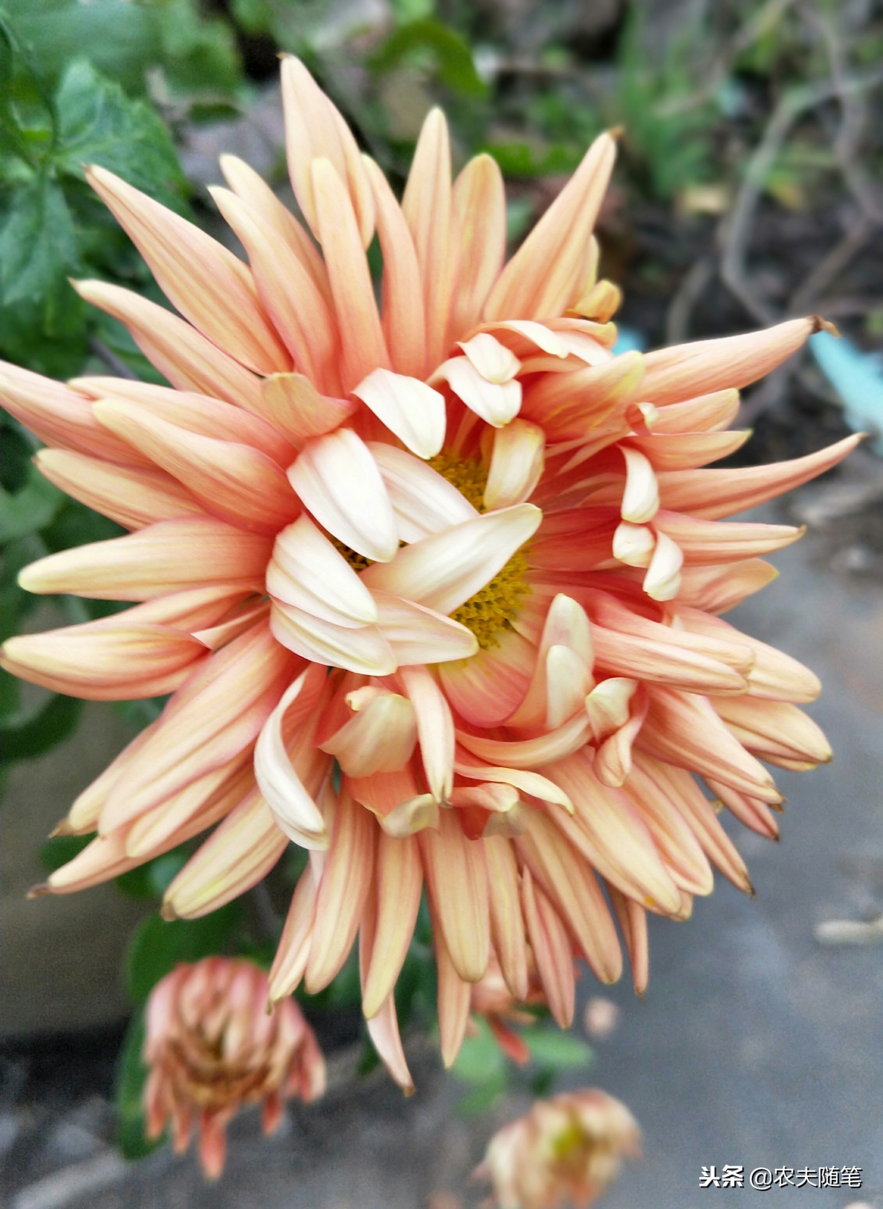 楼顶的菊花像一只快乐的飞鸟，在我心灵的天空上快活地飞翔