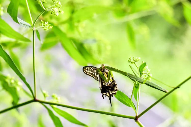 鎽勫奖鐜╁澶ф渤娑ㄦ按铻宠瀭鎹曡潐,铻宠瀭鎹曡潐灏忓搧
