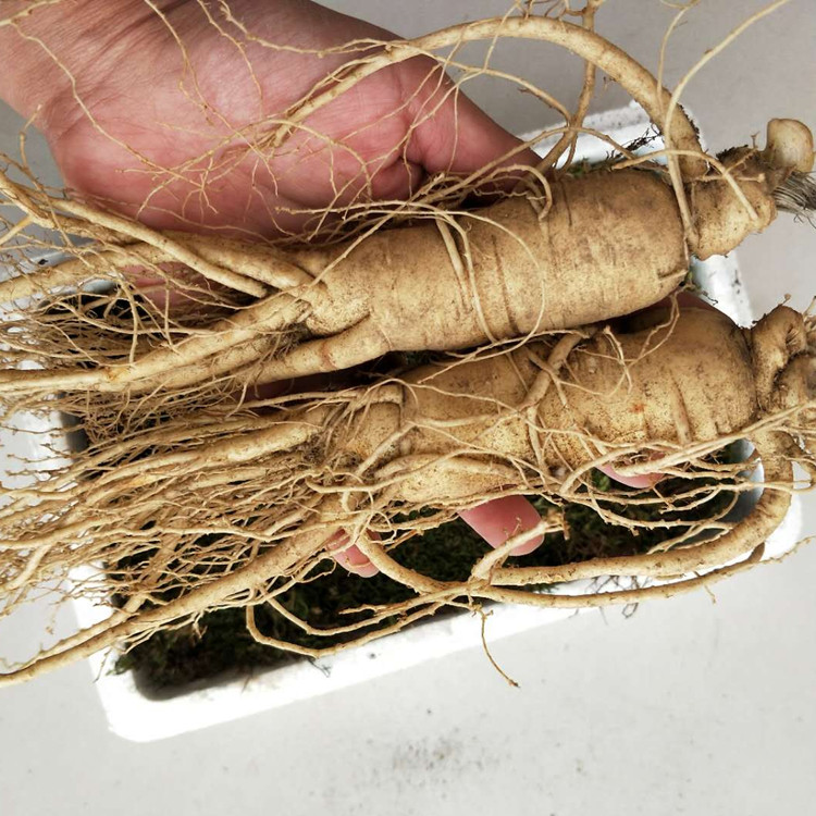 在家养一棵人参,在家里种植人参