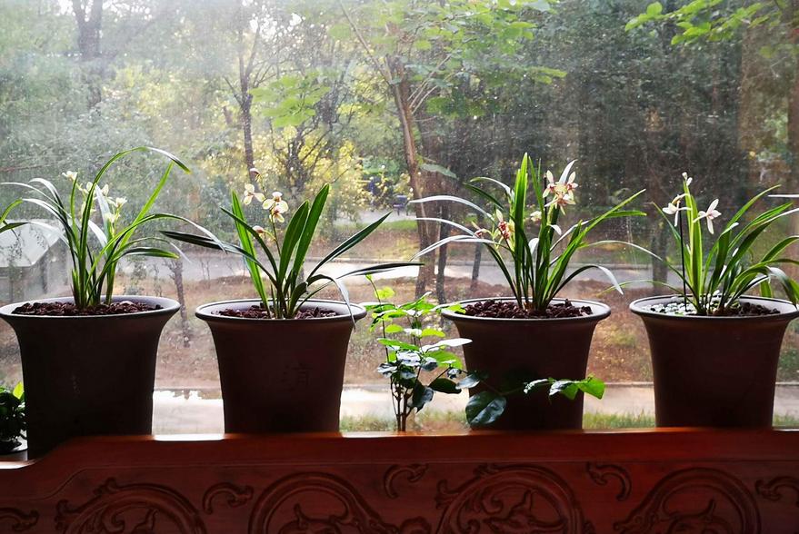 建兰不开花怎么办,建兰花期推迟的原因