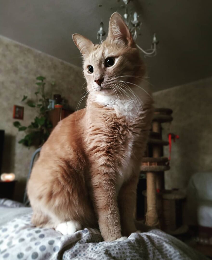 关于猫的13个误解，其中一些可能会让你大吃一惊