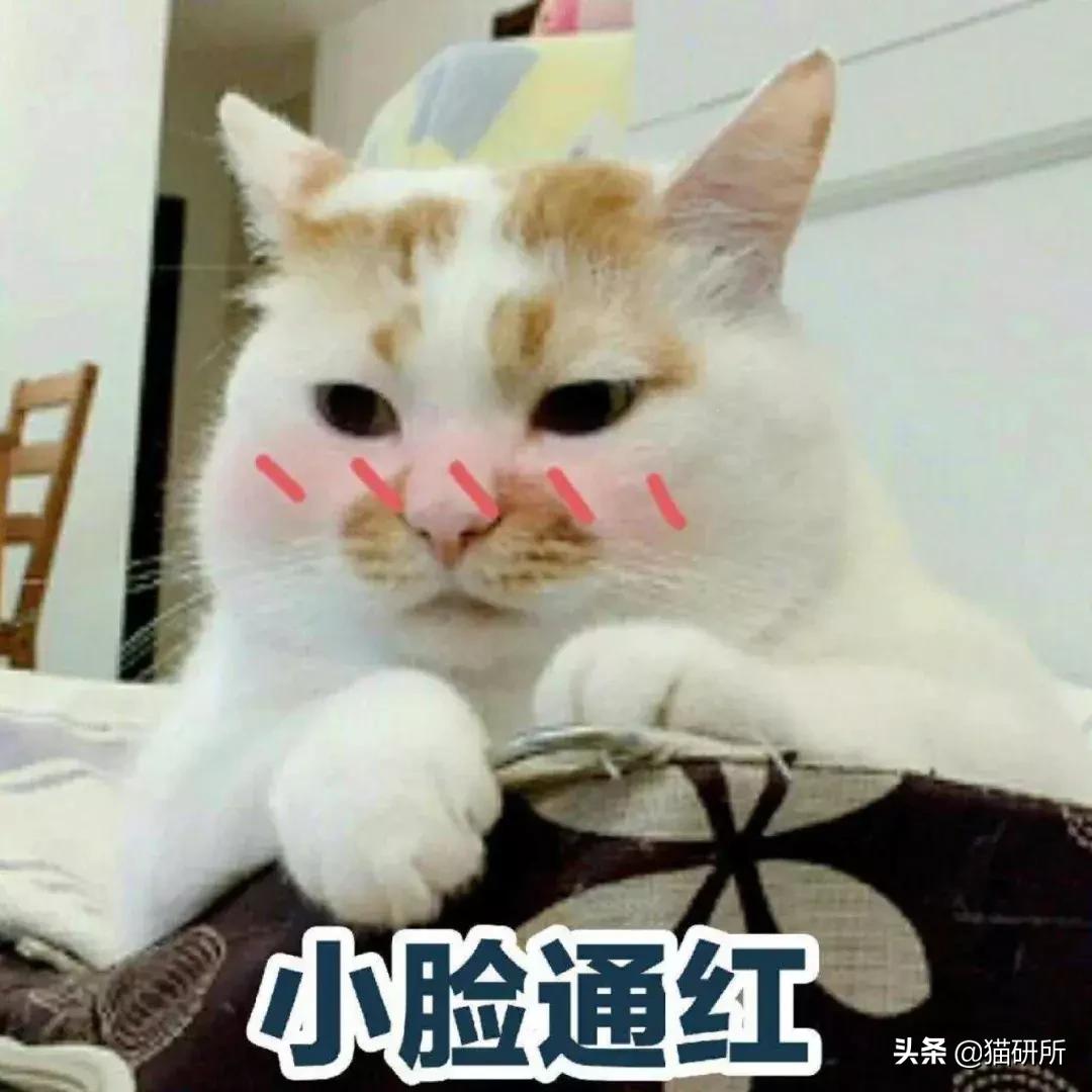 辟谣猫咪真的会记仇吗,有睾丸的猫咪是男猫还是女猫